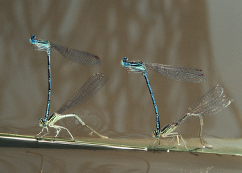 Blaue Federlibelle (Platycnemis pennipes) - © Brigitte Komposch
